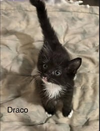 Draco - Photo 1