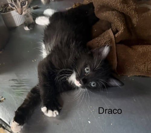DRACO - Domestic Medium Hair available for adoption