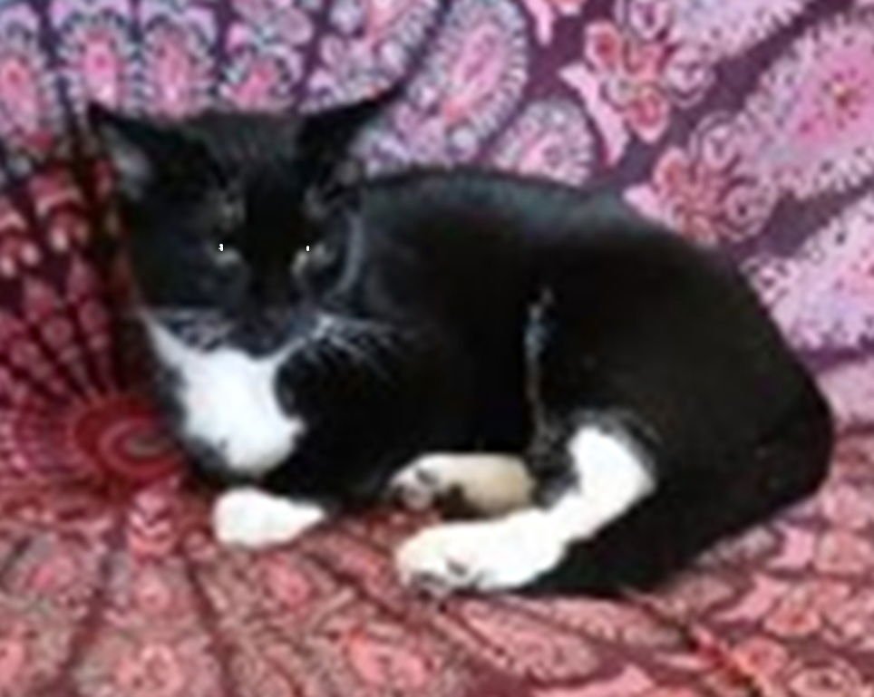 JORDY - Domestic Short Hair available for adoption