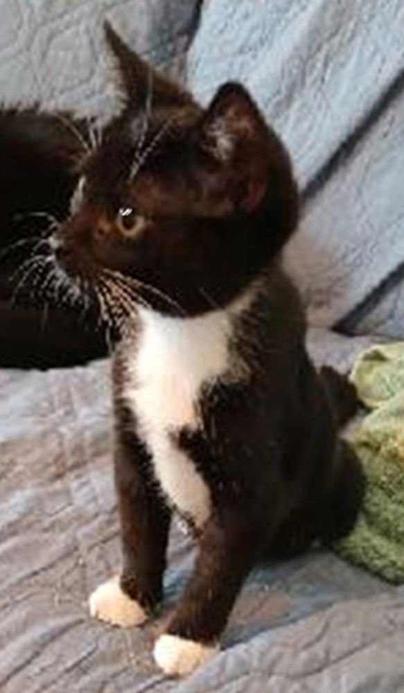 JORDY - Domestic Short Hair available for adoption