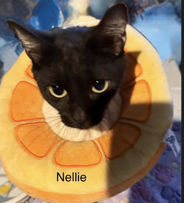 Nellie Image
