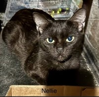 Nellie - Photo 2