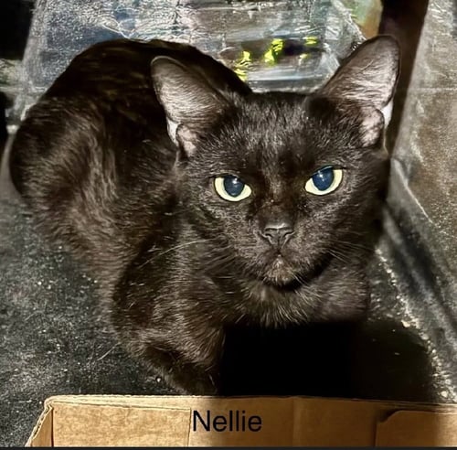 NELLIE - Domestic Short Hair available for adoption
