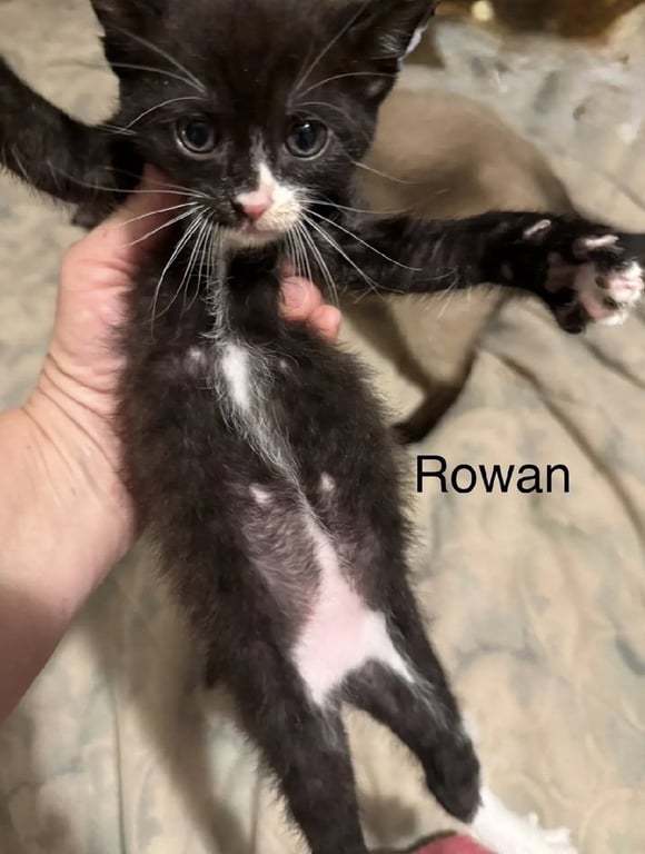 Rowan Image