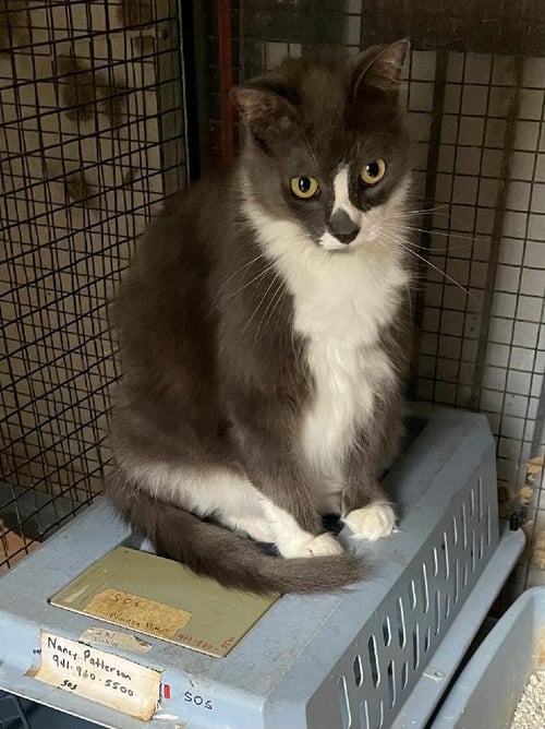 GANDY - Domestic Medium Hair available for adoption
