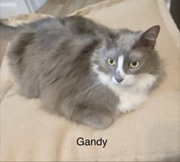 Gandy - Photo 1