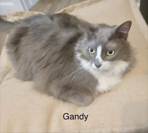 GANDY - Domestic Medium Hair available for adoption
