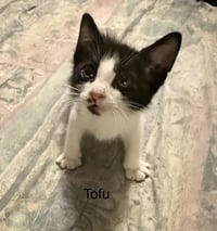 Tofu - Photo 1