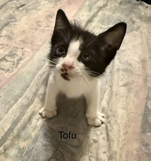 TOFU - Domestic Short Hair for adoption in Clearwater