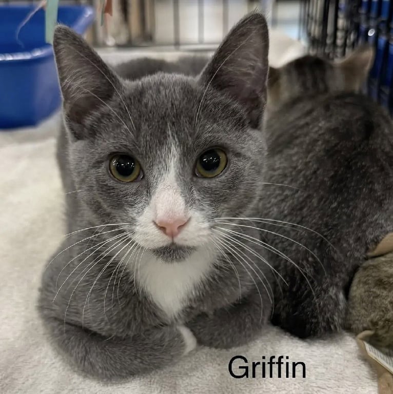 Griffin Image