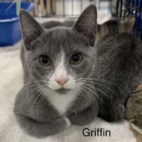 Griffin - Photo 1