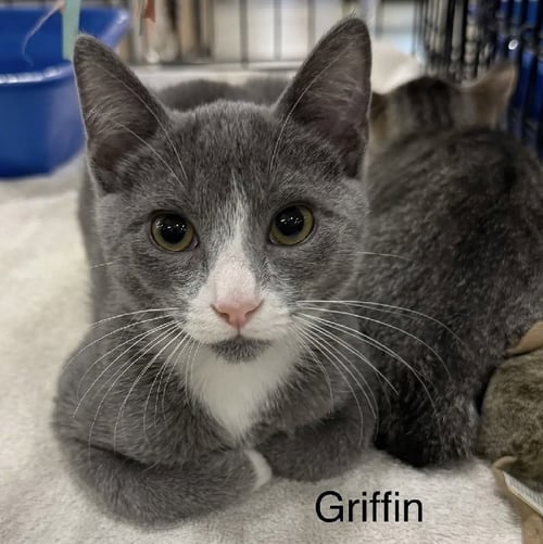 GRIFFIN - Domestic Short Hair available for adoption