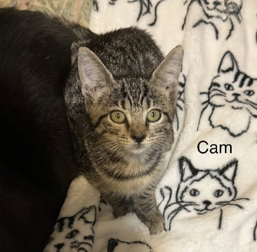 CAM - Domestic Short Hair available for adoption