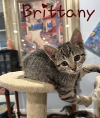 Brittany - Photo 1