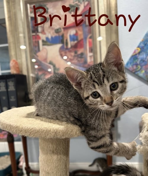 BRITTANY - Domestic Short Hair available for adoption