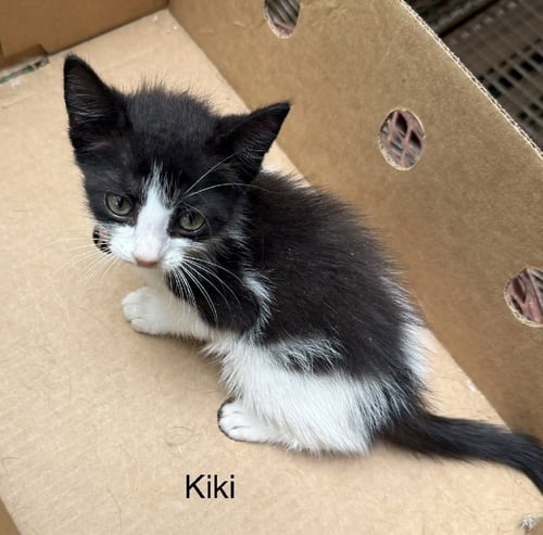 KIKI