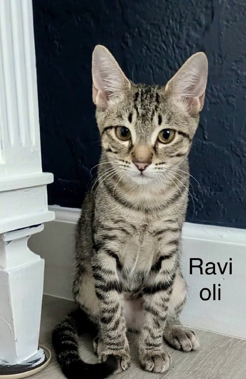 RAVIOLI