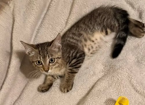 BARDMOOR - Domestic Short Hair available for adoption