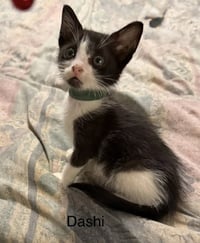 Dashi - Photo 1