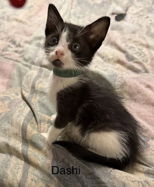 DASHI - Domestic Short Hair available for adoption
