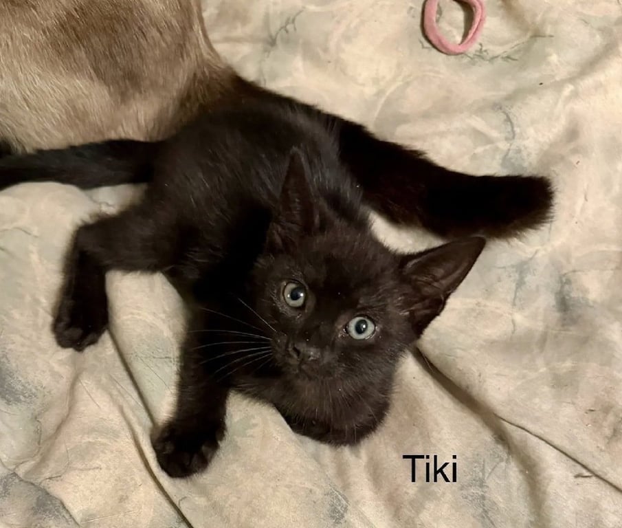 Tiki Image