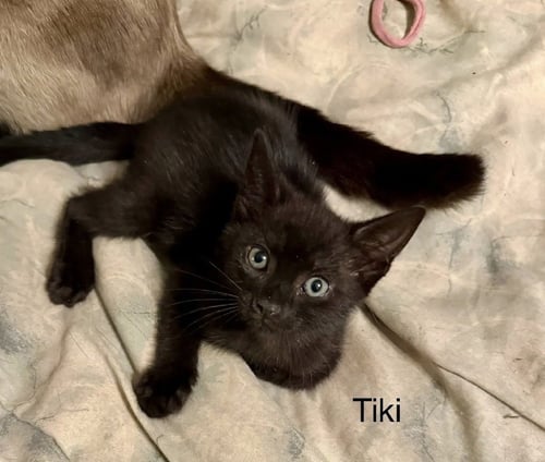 TIKI - Domestic Short Hair available for adoption