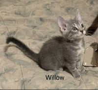 Willow - Photo 1