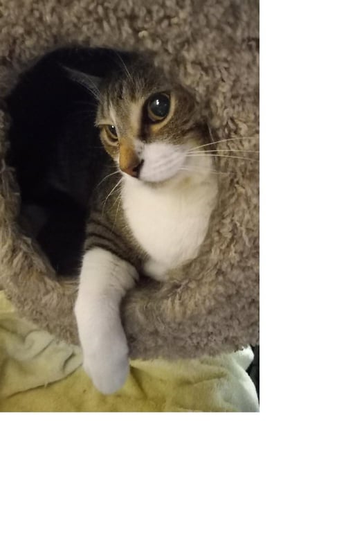 COOPER - Domestic Short Hair available for adoption