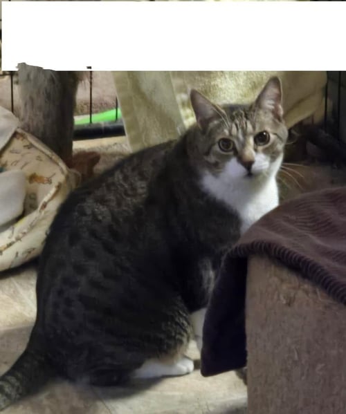 COOPER - Domestic Short Hair available for adoption