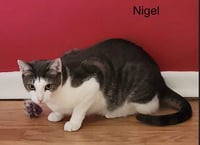 Nigel - Photo 3