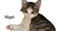 Nigel - Photo 2