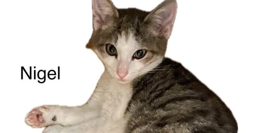 NIGEL - Domestic Short Hair available for adoption