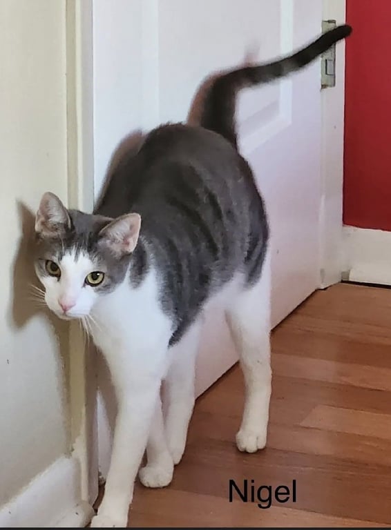 Nigel Image