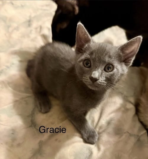GRACIE - Domestic Short Hair available for adoption