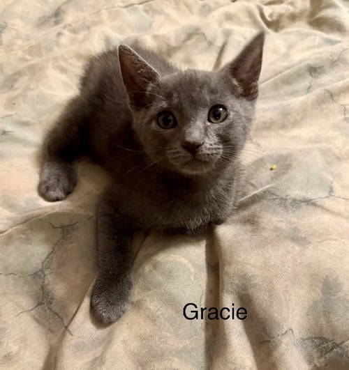 GRACIE - Domestic Short Hair available for adoption