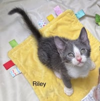 Riley - Photo 1