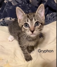 Gryphon - Photo 1