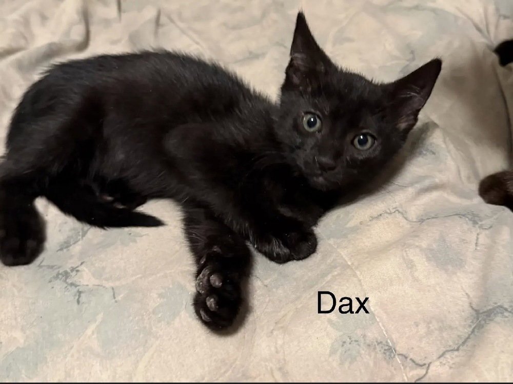 Dax Image
