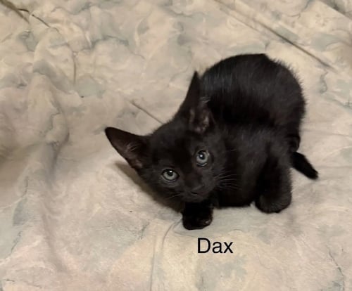 DAX - Domestic Short Hair available for adoption