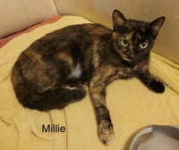 Millie - Photo 3