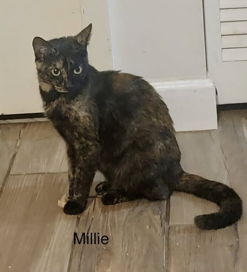 MILLIE - Domestic Short Hair available for adoption