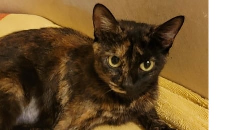 MILLIE - Domestic Short Hair available for adoption
