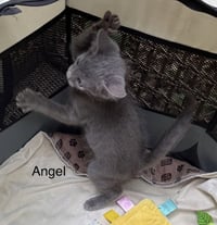 Angel - Photo 1