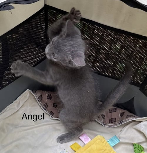 ANGEL - Domestic Short Hair for adoption in Clearwater
