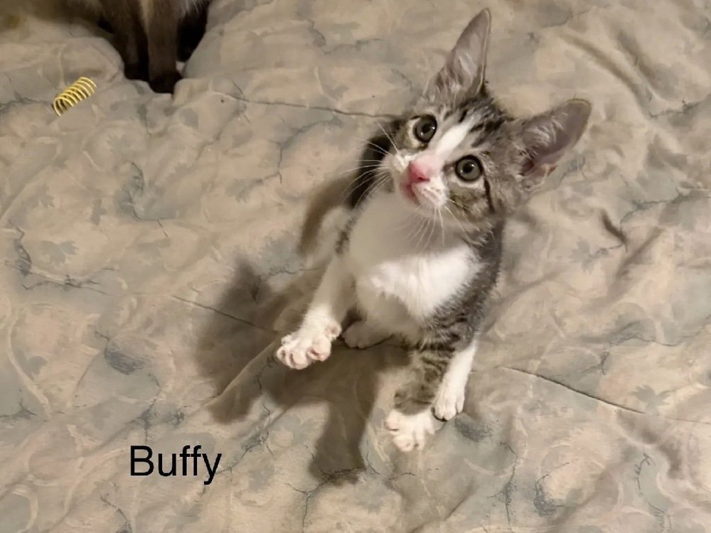 Buffy Image
