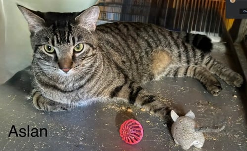 ASLAN - Domestic Short Hair available for adoption