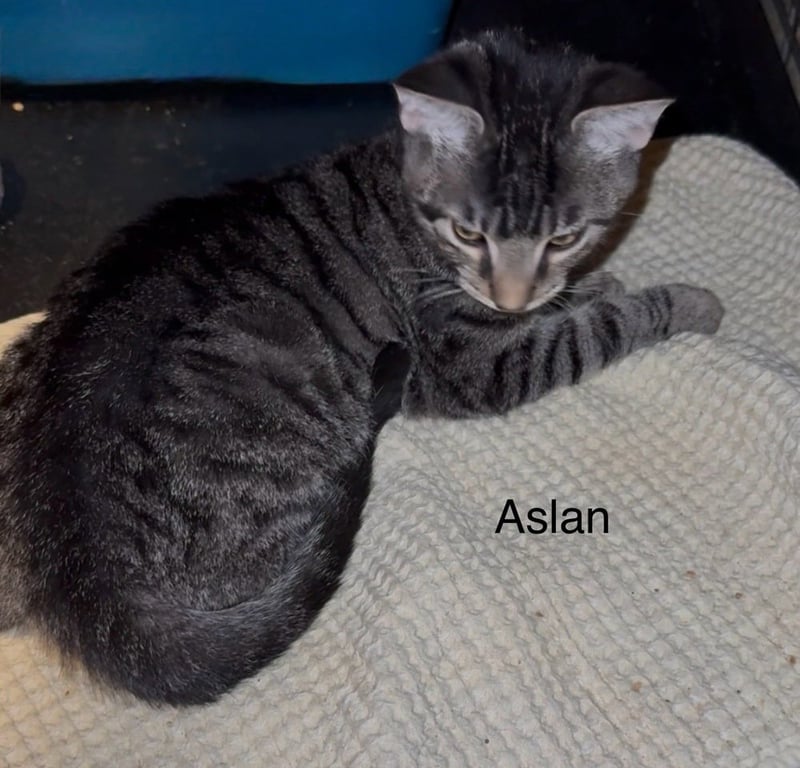 Aslan Image