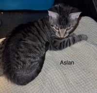 Aslan - Photo 1