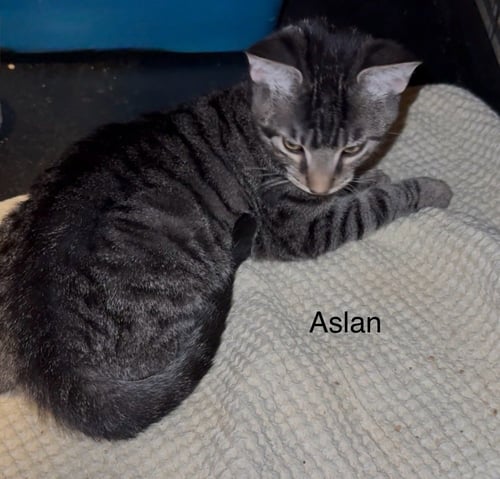 ASLAN - Domestic Short Hair available for adoption