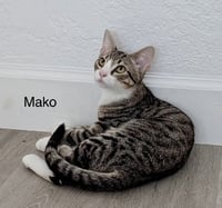 Mako - Photo 2